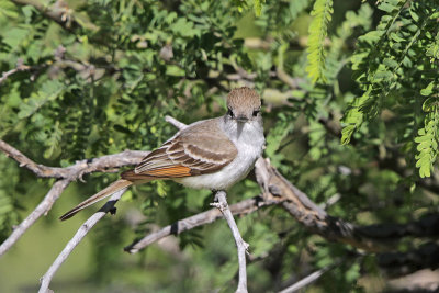 Ash-throated Flycatcher