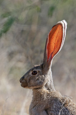 Jack Rabbit