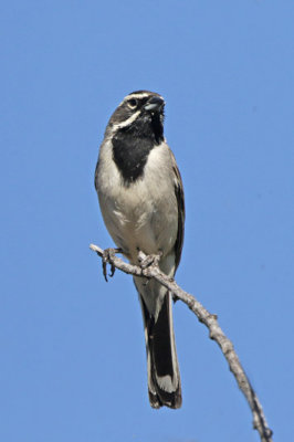 Black-throated Sparrow 