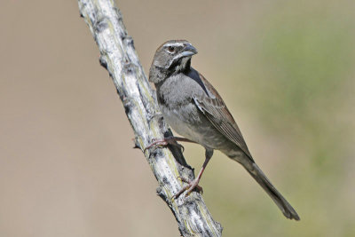Five-striped Sparrow