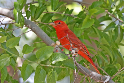 Summer Tanager