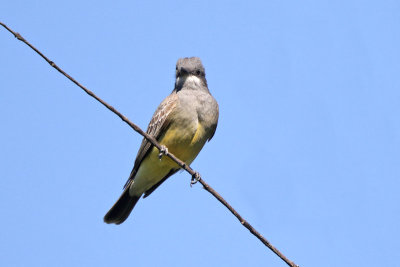 Cassin's Kingbird