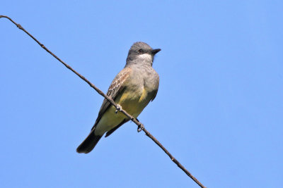 Cassin's Kingbird