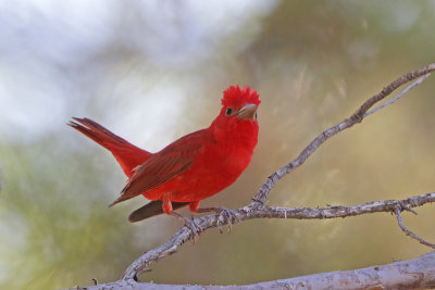 Summer Tanager