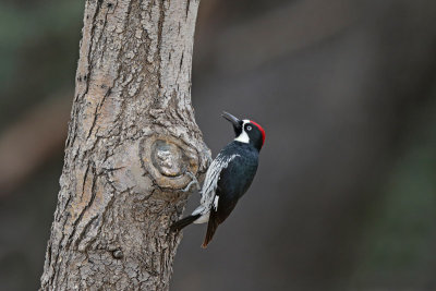 Acorn Woodpecker