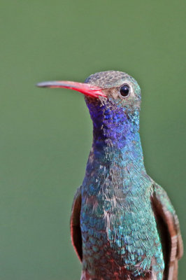 Broad-billed Hummingbird