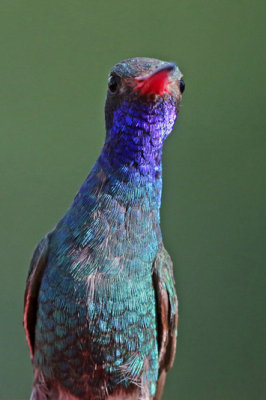 Broad-billed Hummingbird