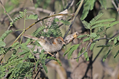 Rufous-winged Sparrow