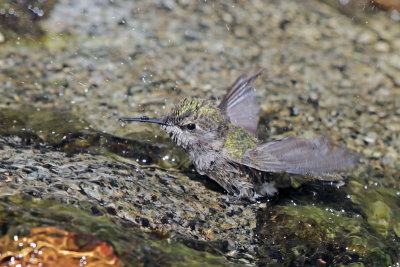 Anna's Hummingbird