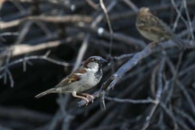 House Sparrow