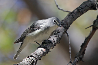 Plumbeous Vireo