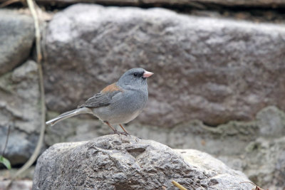 Dark-eyed Junco (Gray-headed)