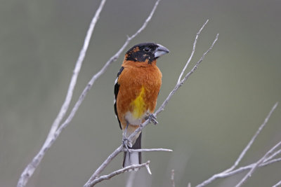 Black-headed Grosbeak