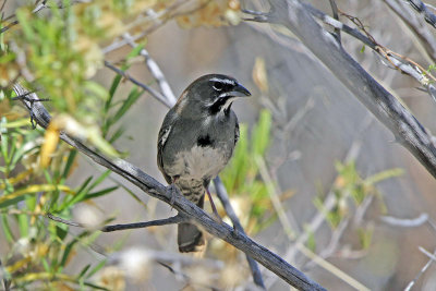 Five-striped Sparrow