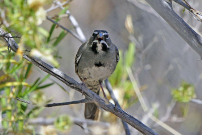 Five-striped Sparrow 