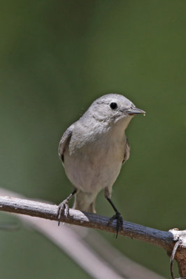 Lucy's Warbler