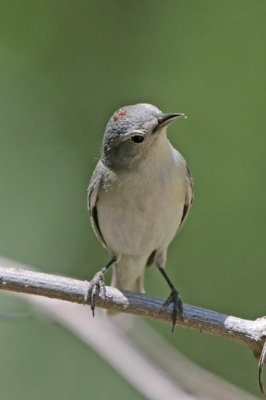 Lucy's Warbler