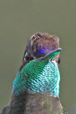 Magnificent Hummingbird 