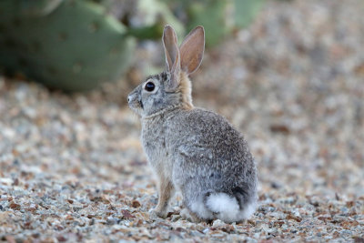 Desert Cottontailed Rabbit