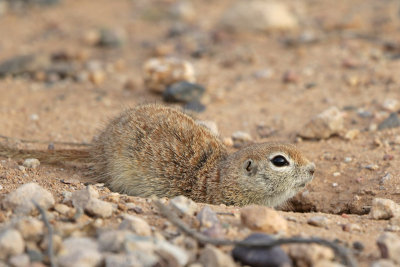 Round-tailed Ground Squirrel