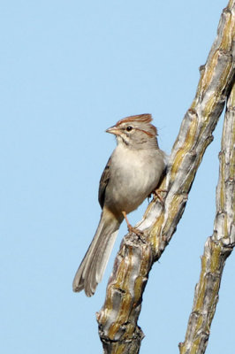 Rufous-winged Sparrow