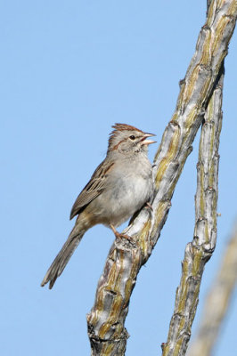 Rufous-winged Sparrow