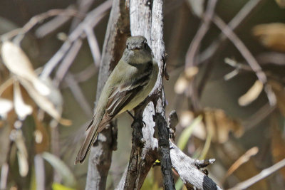 Hammond's Flycatcher