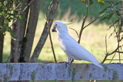Sulphur-crested Cockatoo