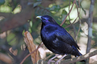 Satin Bowerbird