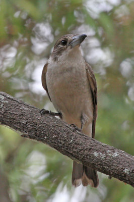 Gray Butcherbird