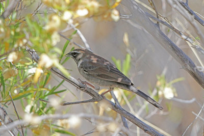 Five-striped Sparrow 