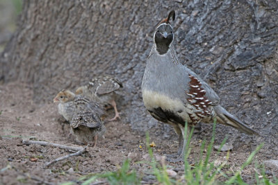 Gambel's Quail