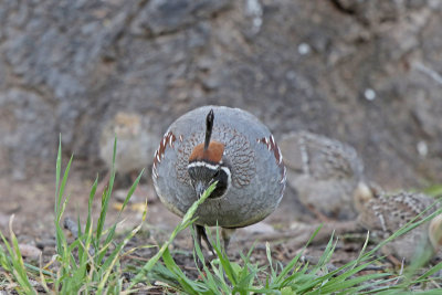 Gambel's Quail