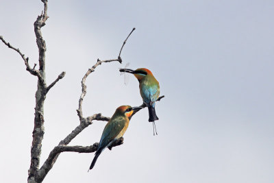 Rainbow Bee-eater