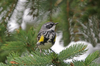 Yellow-rumped Warbler 