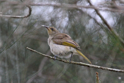 Brown Honeyeater