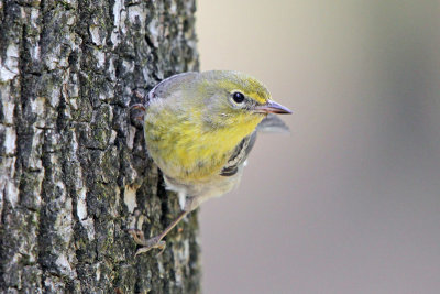 Pine Warbler