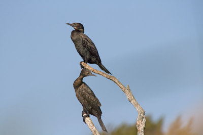 Little Black Cormorant