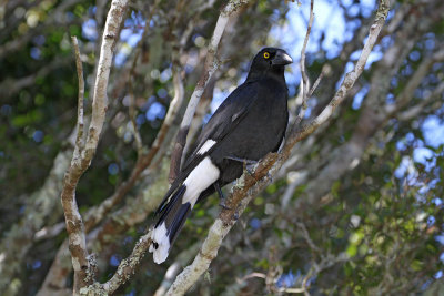 Pied Currawong