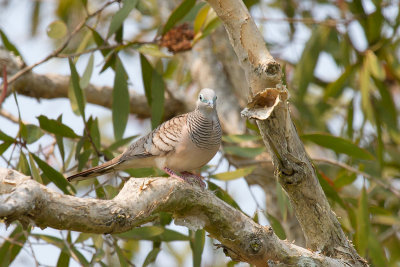 Peaceful Dove