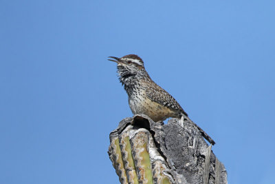 Cactus Wren