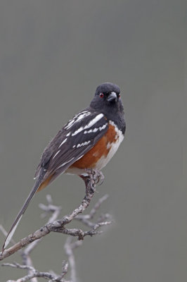 Spotted Towhee
