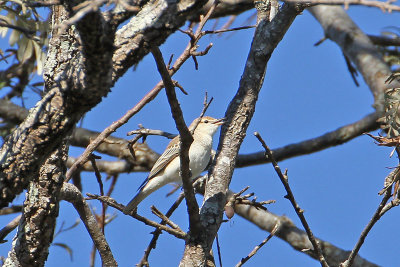 White-winged Triller