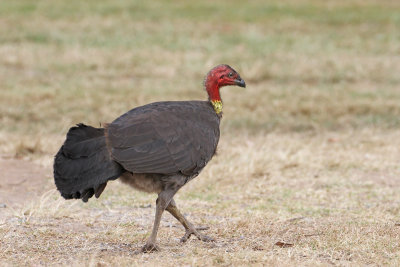 Australian-Brush Turkey