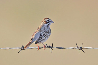 Lark Sparrow