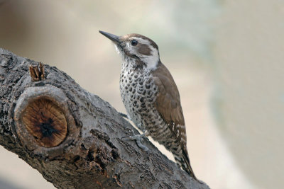 Arizona Woodpecker