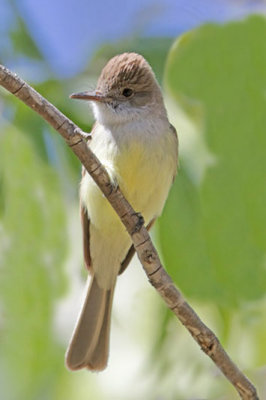 Dusty-capped Flycatcher