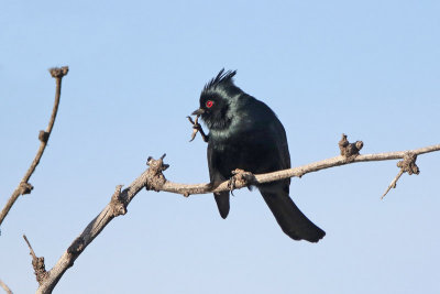 Phainopepla