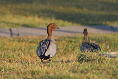 Australian Wood Duck