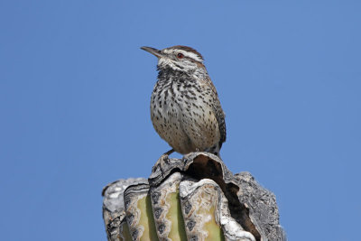 Cactus Wren